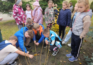 Uczniowie klas I-III sadzą cebulki krokusów