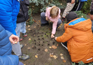 Uczniowie klas I-III sadzą cebulki krokusów