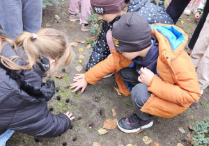Uczniowie klas I-III sadzą cebulki krokusów