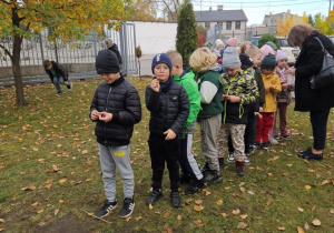Uczniowie klas I-III sadzą cebulki krokusów