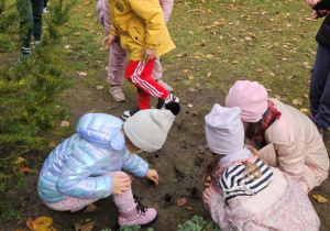 Uczniowie klas I-III sadzą cebulki krokusów