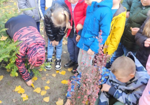 Uczniowie klas I-III sadzą cebulki krokusów