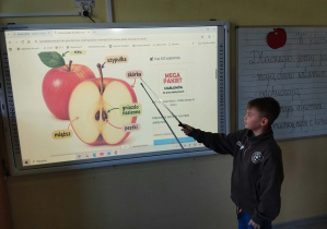 Uczeń przedstawia budwę jabłka