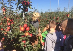 Jabłonie w sadzie po lewej stronie i grupa dzieci po prawej stronie zdjęcia. Przed nimi jabłonie z czerwonymi jabłkami.