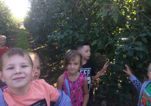 Czworo dzieci na ścieżce pośrodku sadu