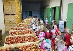 Uczniowie oglądają jabłka w paletach