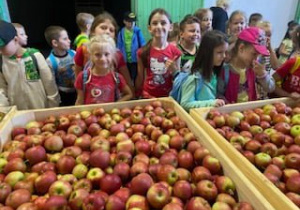 Uczniowie stoją przy paletach z jabłkami