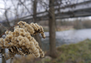 Plener fotograficzny nad rzeką Pilicą w ramach Innowacji fotograficznej