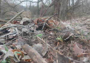 Plener fotograficzny nad rzeką Pilicą w ramach Innowacji fotograficznej