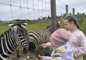 Karmienie zwierząt w alpakarni